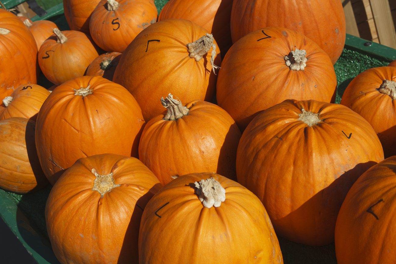 Farm-Pumpkins_close_up.jpg